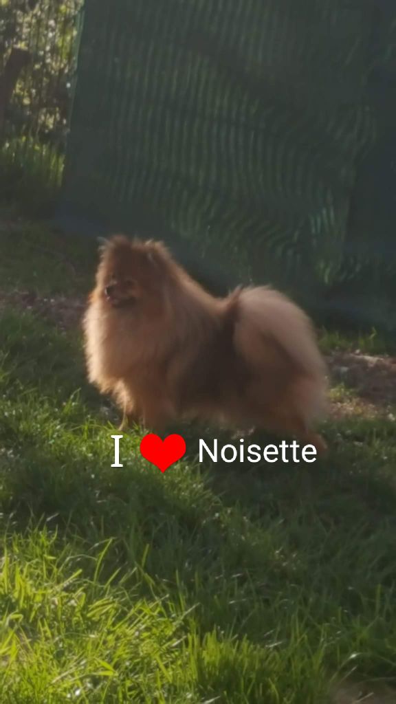 Noisette elevage du royaume des p'tites fées